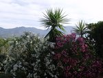 Yucca obtenu à partir d'une bouture,<br />en compagnie de lauriers-roses !