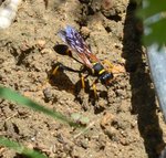 Insecte inconnu !