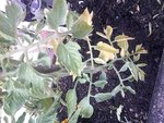 2012-06-25 08.15.39.jpg