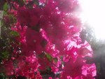 Bougainvillier