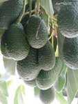 Voilà une belle grappe !!il y en a des plus gros!!