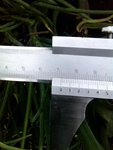 7cm.jpg