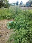 foret vierge.jpg