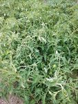 plants régénératifs.jpg