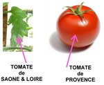 1 photo-tomate.jpg