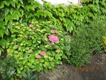 hydrangea x.jpg