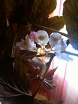IMG_0920 2.jpg