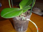 DSC02887.JPG