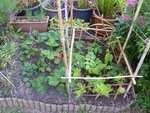 Coin fraisiers et haricots nain