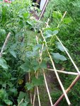 Cornichon, concombre derrière et aubergine devant.