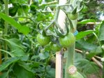 Tomates cerises je crois