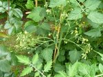 Plant que tu ma donné Alexis le yellow pear... quelque chose comme ça