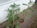 Les 4 derniers plants de tomates pour mettre dans le carré 1 qui sont la pour récolter quelques tomates si possible pour les graines. Pour cela qu'ils sont mis aussi tard