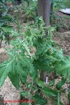Les feuilles du bas sont superbes, celles du haut sont complètement avachies.