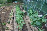 Betteraves, haricots, concombre