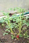 Oca du pérou