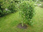 salix 1.JPG