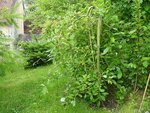 salix 2.JPG