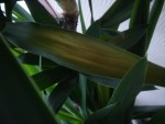 Feuille jaunie