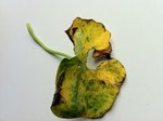 feuille adulte