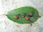 insectes.jpg
