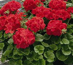 Geraniums_Pelargonium_Hortorum_Elite_TM_Red-1.medium.jpg