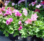 PelargoniumDomesticumBP.jpg