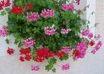 geraniums_lierre-350x252.jpg
