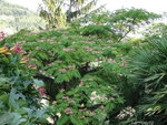 bignone ,prête a squatter un albizia!