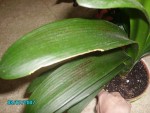 bonjour voivi une photo du clivia