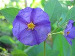 med-solanum-ou-arbre-a-gentiane-visoflora-7556.jpg