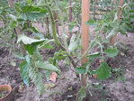 tomate1.jpg