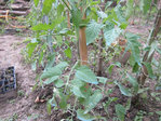 tomate2.jpg