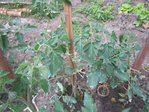 tomate3.jpg
