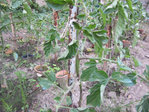 tomate4.jpg