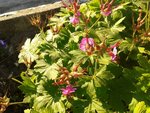 Geranium macrorrhizum1.jpg