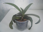 DSCF1752.JPG