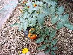 Tomates le 07-06-2008 006.jpg