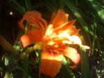 IMAG0003-1.JPG