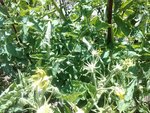 fleurie290612.jpg