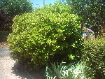 IMAG0017-1.JPG