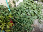 gingerine290612.jpg