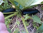 courgette290612.jpg