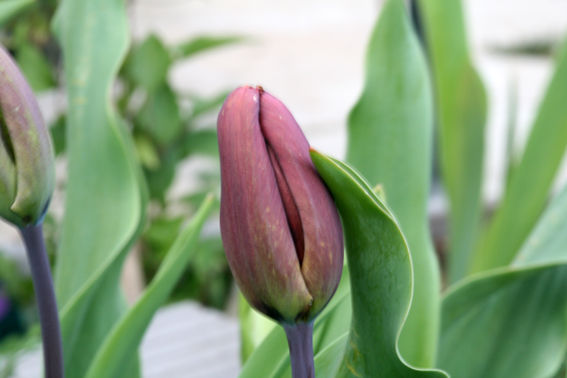 Tulipe.jpg