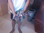 oignon patate 290612.jpg