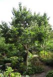 heptacodium_09.jpg