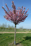 prunusSerrulataKanzanNewRed_G-1.jpg