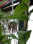 J'ai la floraison 2011 ,la on patientera!!lol.