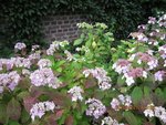 2012-06-30 3 hydrangeas x.jpg