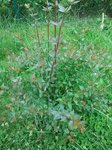 2012-06-30 10.32.24.jpg
